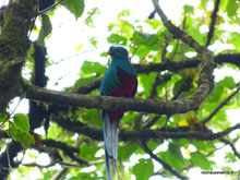 Quetzal, oiseau rare du Costa Rica
